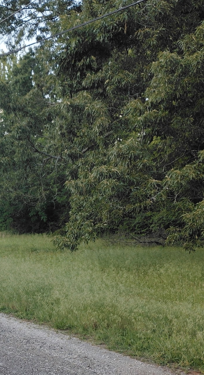 Unmowed yard 